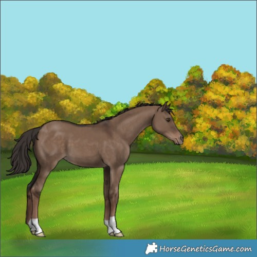 Horse Color:Liver Red Dun 