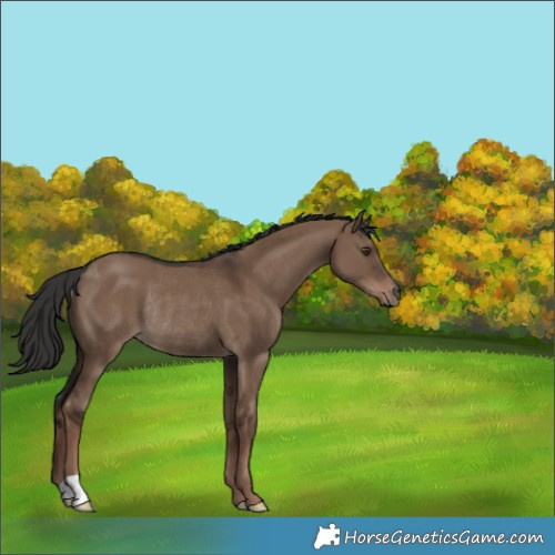 Horse Color:Liver Red Dun Rabicano 