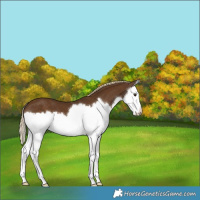 Horse Color:Chocolate Palomino Splash
