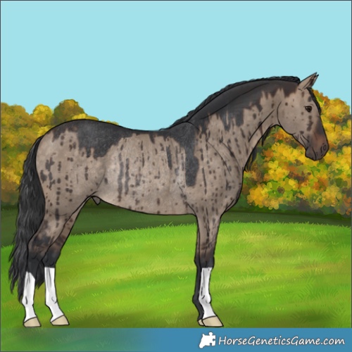 Horse Color:Brown Dun Rabicano Brindle 