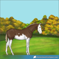 Horse Color:Chocolate Palomino Splash