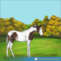Horse Color:Silver Brown Splash Tobiano Rabicano 