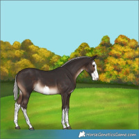 Horse Color:White Spotted Silver Brown Rabicano 