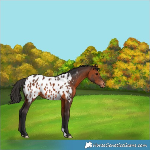 Horse Color:Brown Appaloosa 