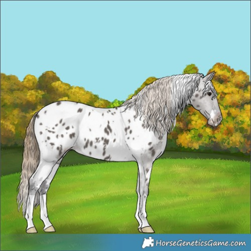 Horse Color:White Spotted Smoky Grullo Near Leopard 