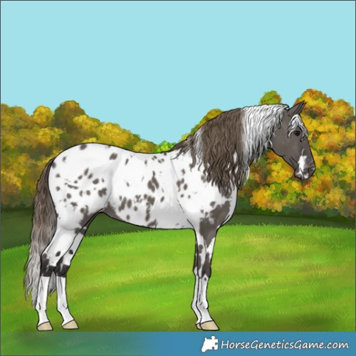 Horse Color:White Spotted Smoky Grullo Appaloosa 
