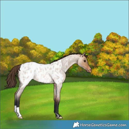 Horse Color:Bay Roan Dun Near Leopard Rabicano 