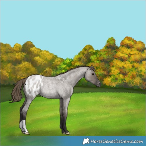 Horse Color:Smoky Grullo Roan Blanket Rabicano 