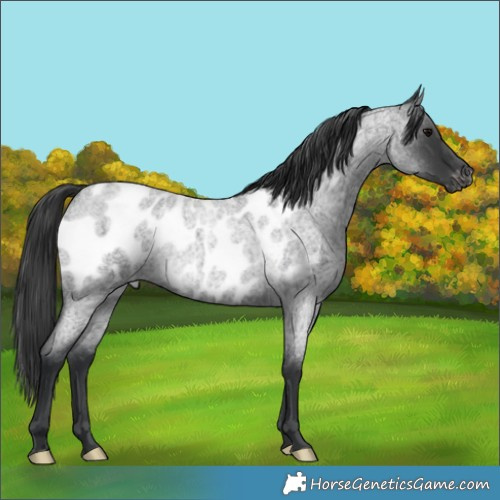 Horse Color:Blue Roan Near Leopard Rabicano 