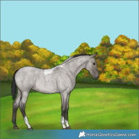 Horse Color:Grullo Roan Tobiano Rabicano 