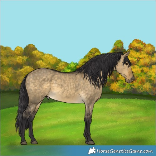 Horse Color:White Spotted Buckskin Dun 