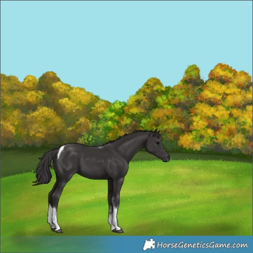 Horse Color:White Spotted Smoky Black Tobiano 