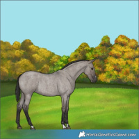 Horse Color:Smoky Grullo Roan Rabicano 