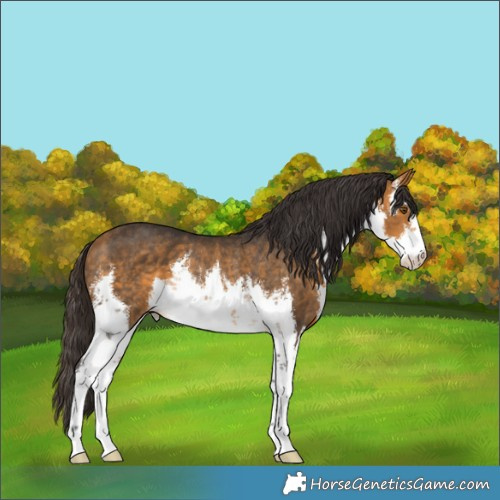 Horse Color:White Spotted Buckskin Rabicano 