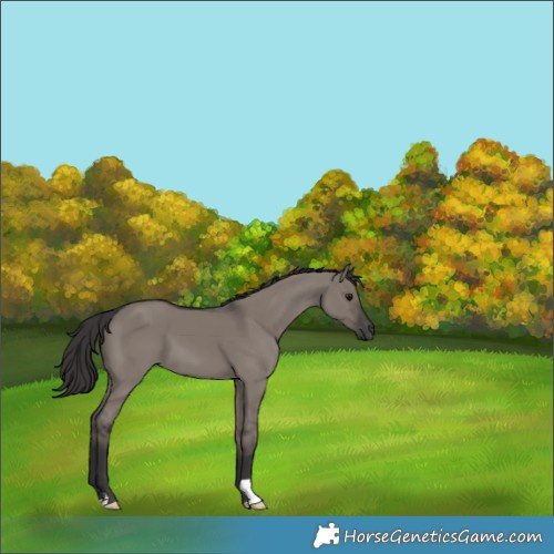 Horse Color:Smoky Grullo 