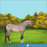 Horse Color:Brown Roan Dun Tobiano Rabicano