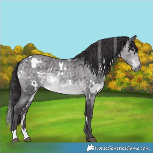 Horse Color:Platinum White Spotted Buckskin Roan Rabicano 