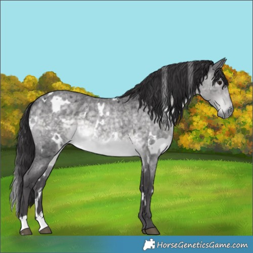 Horse Color:Platinum White Spotted Buckskin Roan Rabicano 