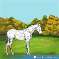 Horse Color:Liver Red Roan Appaloosa 
