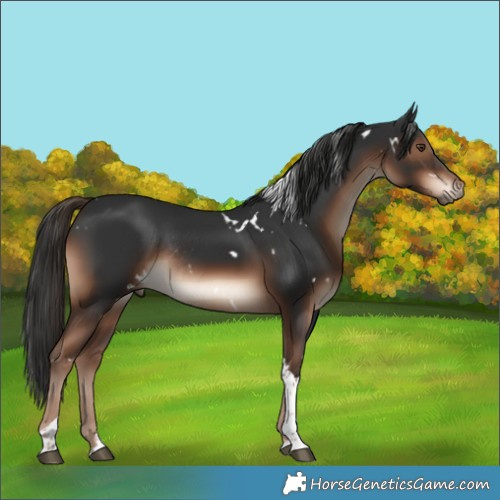 Horse Color:White Spotted Liver Chestnut Tobiano Rabicano 
