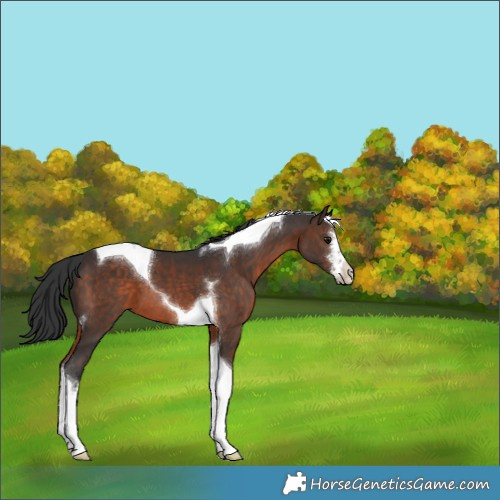Horse Color:White Spotted Brown Tobiano 