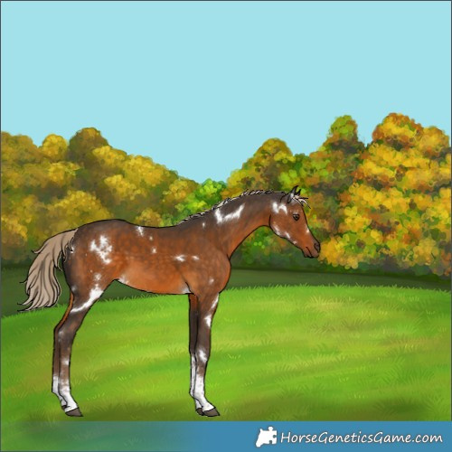 Horse Color:White Spotted Chocolate Palomino Tobiano 