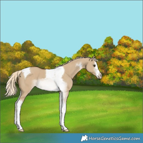 Horse Color:White Spotted Chocolate Palomino Dun Tobiano 