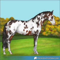 Horse Color:Brown Sabino Near Leopard 