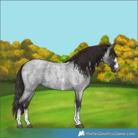 Horse Color:White Spotted Liver Red Roan