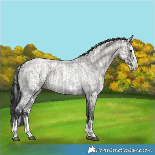 Horse Color:Grullo Sabino  and Grullo Roan Sabino Splash Appaloosa 