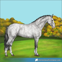 Horse Color:Grullo Sabino  and Grullo Roan Sabino Splash Varnish 
