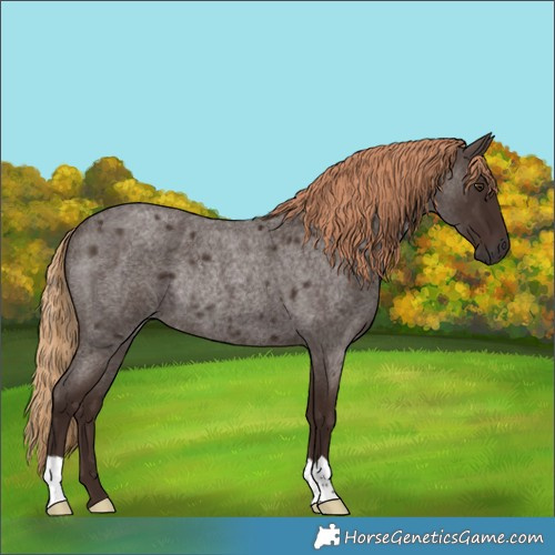Horse Color:Liver Red Roan Rabicano 