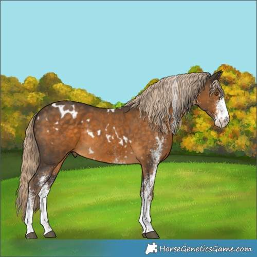 Horse Color:White Spotted Chocolate Palomino Rabicano 