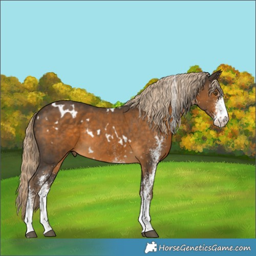 Horse Color:White Spotted Chocolate Palomino Rabicano 
