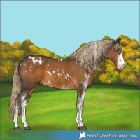 Horse Color:White Spotted Chocolate Palomino Rabicano 