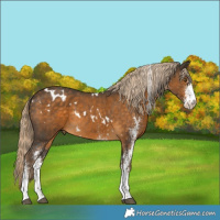 Horse Color:White Spotted Chocolate Palomino Rabicano 