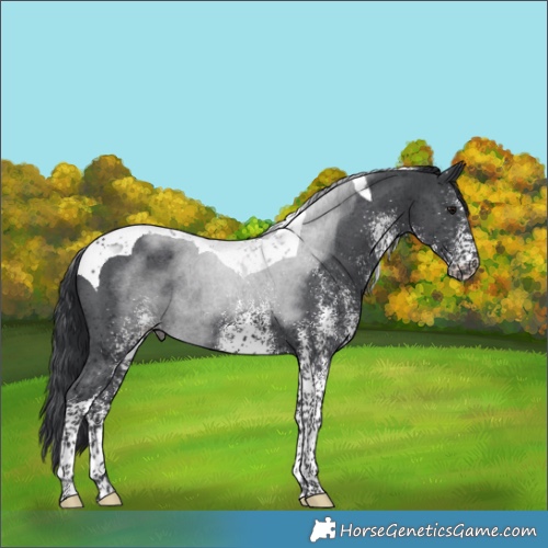 Horse Color:White Spotted Black Tobiano Rabicano 