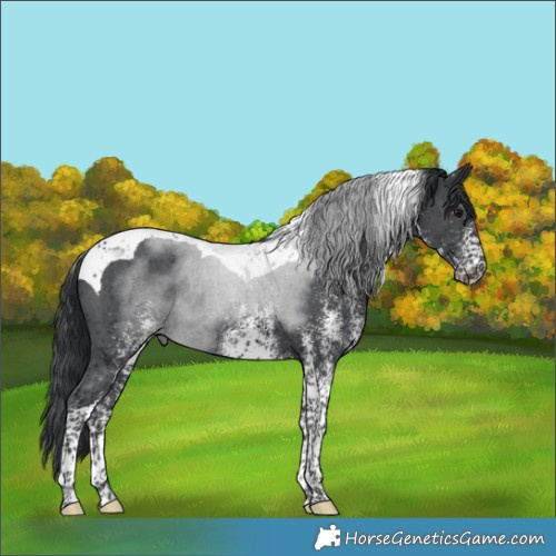 Horse Color:White Spotted Black Tobiano Rabicano 