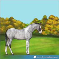 Horse Color:Brown Roan Splash Tobiano Rabicano 
