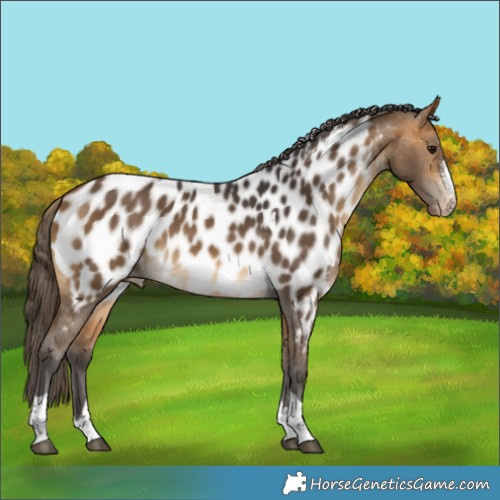 Horse Color:Buckskin Sabino Tobiano Appaloosa Rabicano 