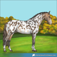 Horse Color:Buckskin Sabino Tobiano Appaloosa Rabicano 