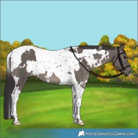 Horse Color:White Spotted Smoky Grullo Tobiano