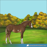 Horse Color:Chocolate Palomino