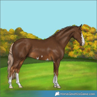 Horse Color:Chocolate Palomino 