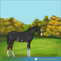 Horse Color:Liver Chestnut 