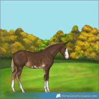 Horse Color:Chocolate Palomino 