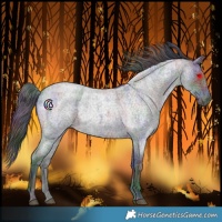 Horse Color:Nacre Blue Roan 