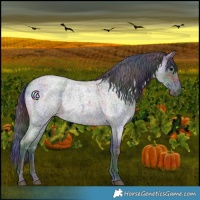 Horse Color:Nacre Blue Roan