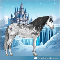 Horse Color:Black Ice Splash