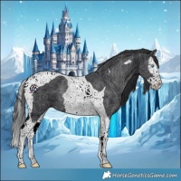 Horse Color:Black Splash Tobiano